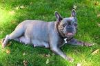Small Photo #1 French Bulldog Puppy For Sale in CLACKAMAS, OR, USA