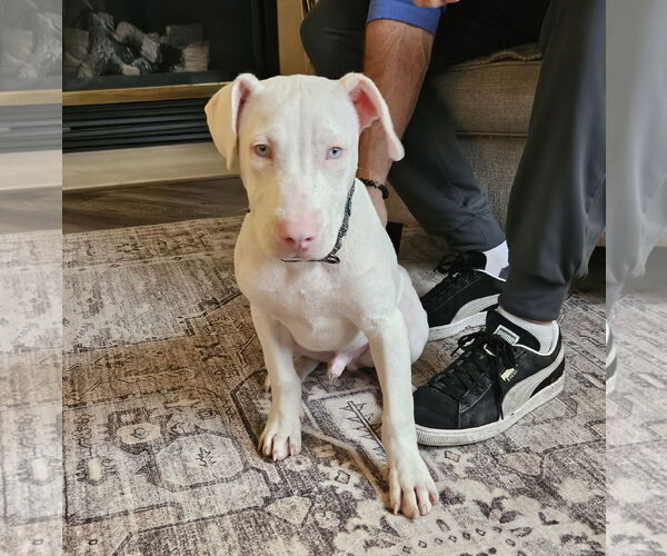 Medium Photo #10 Mutt Puppy For Sale in Brooklyn Center, MN, USA