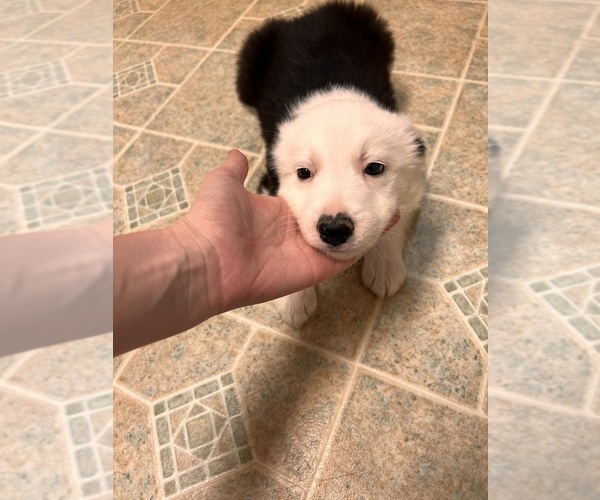 Medium Photo #4 Border Collie Puppy For Sale in CLEVELAND, NC, USA