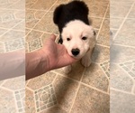 Small Photo #4 Border Collie Puppy For Sale in CLEVELAND, NC, USA