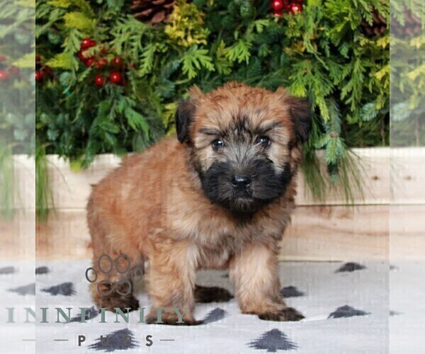 Medium Photo #3 Soft Coated Wheaten Terrier Puppy For Sale in LITITZ, PA, USA