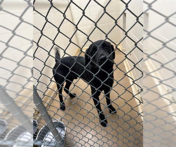 Medium Photo #1 Labrador Retriever-Unknown Mix Puppy For Sale in Anchorage, AK, USA