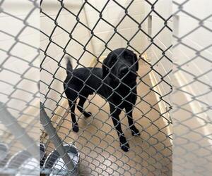 Labrador Retriever-Unknown Mix Dogs for adoption in Anchorage, AK, USA
