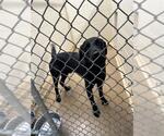 Small Labrador Retriever Mix