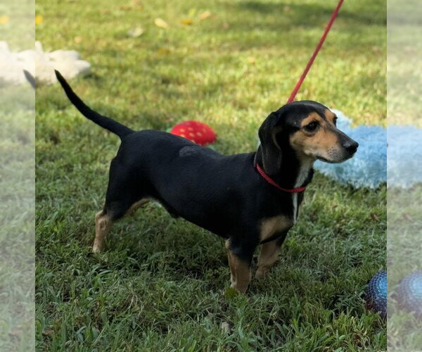 Medium Photo #2 Beagle Puppy For Sale in Yardley, PA, USA
