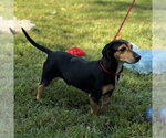 Small #1 Beagle