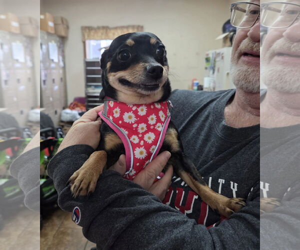 Medium Photo #1 Chihuahua Puppy For Sale in Martinsburg, WV, USA