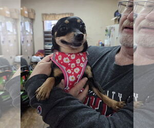 Chihuahua Dog for Adoption in Martinsburg, West Virginia USA