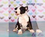 Small Photo #3 Miniature Bull Terrier Puppy For Sale in Dnipro, Dnipro, Ukraine