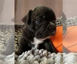 Small Photo #2 French Bulldog Puppy For Sale in NEWARK, NJ, USA