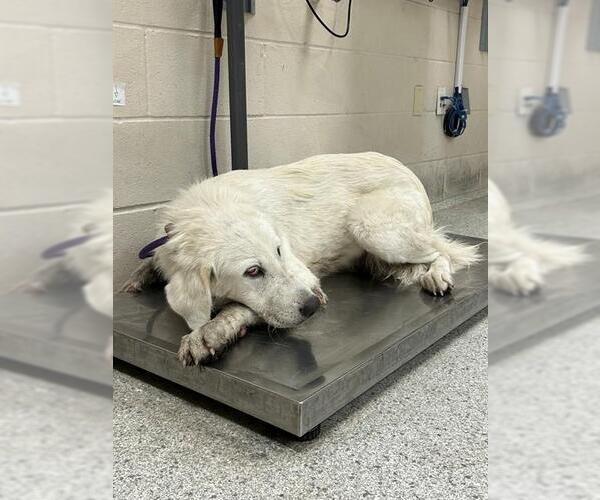 Medium Photo #1 Great Pyrenees Puppy For Sale in Conroe, TX, USA