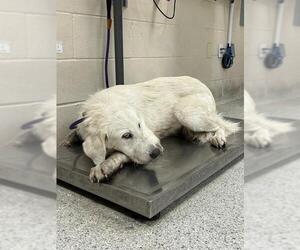 Great Pyrenees Dogs for adoption in Conroe, TX, USA