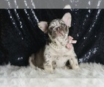 Small #1 French Bulldog