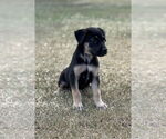 Small #1 Mutt