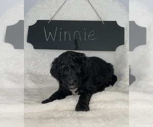 Bernedoodle Puppy for Sale in NORTH VERNON, Indiana USA