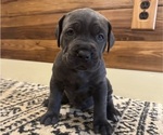 Puppy Shenron Cane Corso