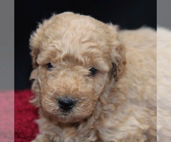 Medium Photo #3 Goldendoodle-Poodle (Miniature) Mix Puppy For Sale in STANLEY, WI, USA