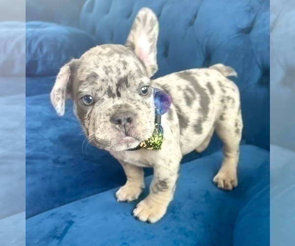 Medium Photo #1 French Bulldog Puppy For Sale in JERSEY CITY, NJ, USA
