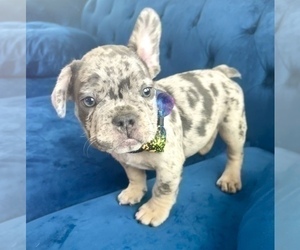 French Bulldog Puppy for Sale in JERSEY CITY, New Jersey USA