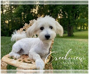 Havachon Dog for Adoption in NIANGUA, Missouri USA