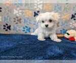 Small #8 Maltese