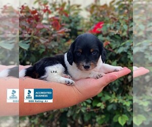 Dachshund Puppy for sale in WINNSBORO, LA, USA