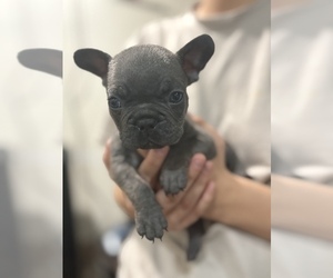 French Bulldog Puppy for sale in POMONA, CA, USA