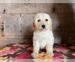 Small Photo #5 Goldendoodle Puppy For Sale in VERMONTVILLE, MI, USA