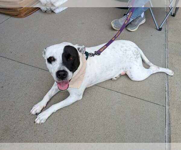 Medium Photo #3 American Pit Bull Terrier-Unknown Mix Puppy For Sale in White Bluff, TN, USA
