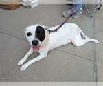 Small #2 American Pit Bull Terrier Mix