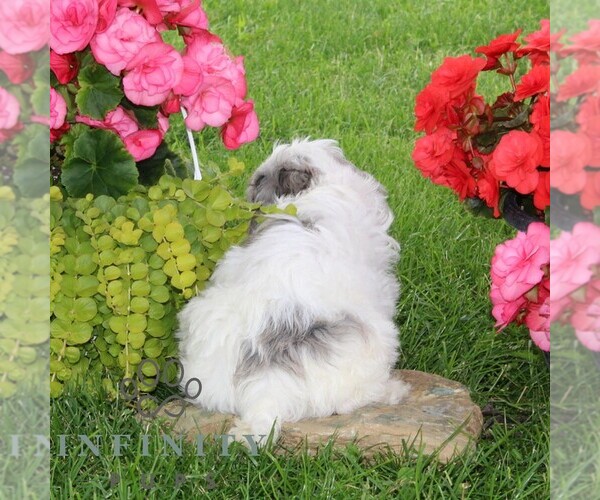 Medium Photo #3 Cavapoo Puppy For Sale in KIRKWOOD, PA, USA