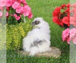 Small #2 Cavapoo