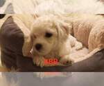 Small Photo #9 Bichon Frise Puppy For Sale in ORLANDO, FL, USA