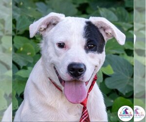 American Bulldog-Pointer Mix Dogs for adoption in Crossville, AL, USA