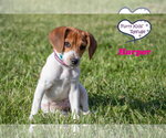 Small #1 Beagle Mix