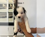 Puppy Male 1 Border-Aussie