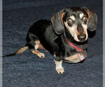 Small Photo #6 Dachshund Puppy For Sale in Shelbyville, TN, USA