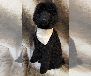 Poodle (Standard) Puppy for Sale in WEBSTER, Minnesota USA