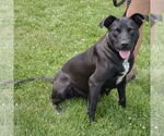 Small #1 American Staffordshire Terrier Mix