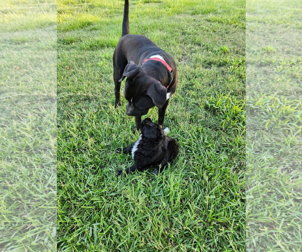 Medium Photo #5 Mutt Puppy For Sale in Shreveport, LA, USA