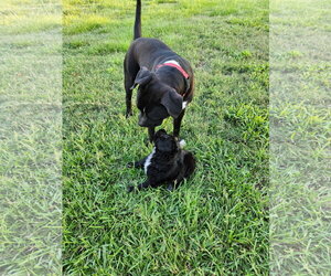 Rainy - Female Mutt Dog for Adoption - Photo #5