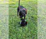 Small #4 Mutt