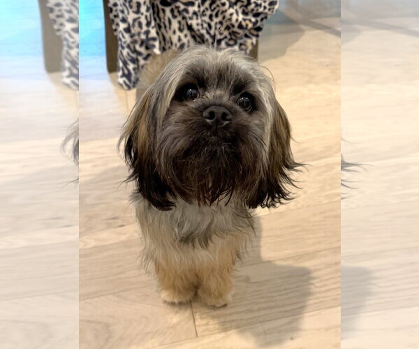 Medium Photo #6 Shih Tzu Puppy For Sale in Arlington, VA, USA