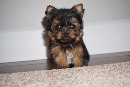 Medium Photo #1 Yorkshire Terrier Puppy For Sale in MILLERSBURG, OH, USA