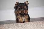 Small Photo #1 Yorkshire Terrier Puppy For Sale in MILLERSBURG, OH, USA
