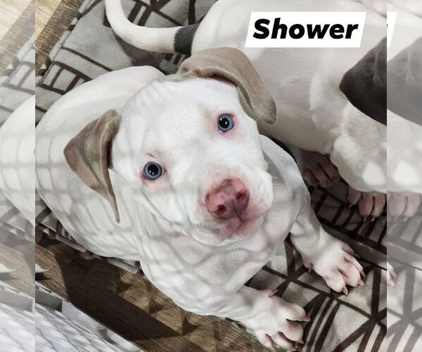 Medium Photo #3 American Pit Bull Terrier-Unknown Mix Puppy For Sale in Marine City, MI, USA