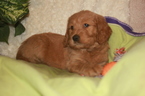 Small Photo #1 Goldendoodle Puppy For Sale in RED BLUFF, CA, USA