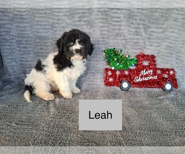 Medium Photo #2 Cavachon Puppy For Sale in MOUNT PLEASANT, MI, USA