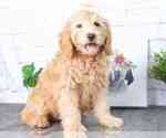 Small Photo #2 Goldendoodle (Miniature) Puppy For Sale in RED LION, PA, USA
