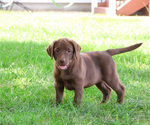 Small #8 Labrador Retriever